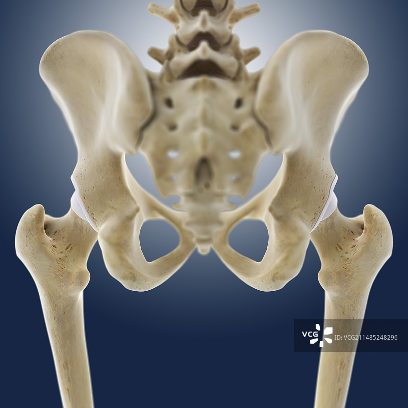 髋部解剖结构图图片素材