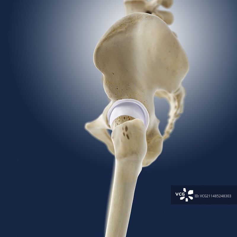 髋部解剖结构图图片素材