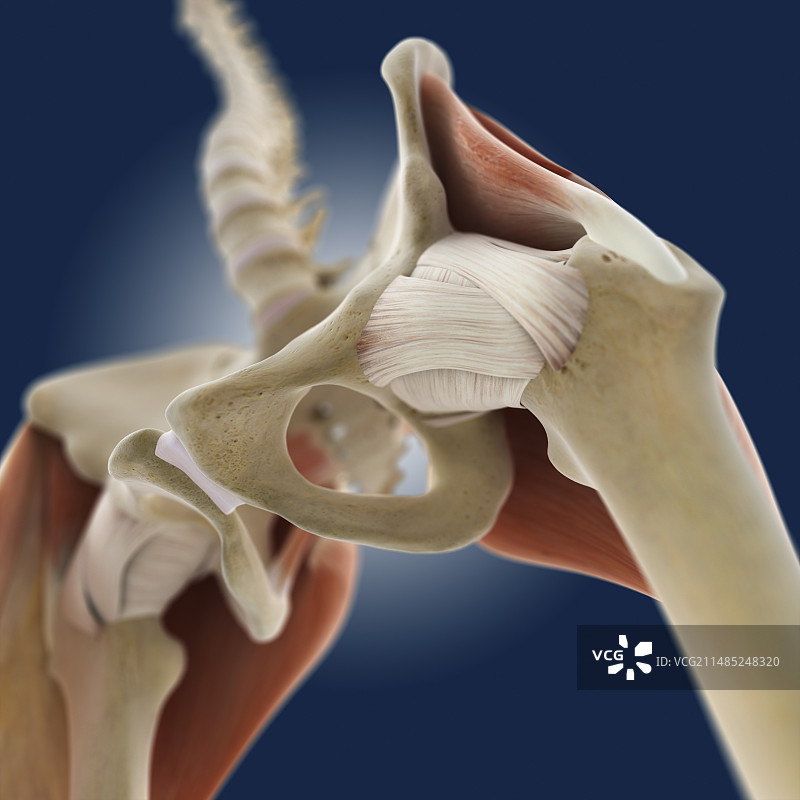 髋部解剖结构图图片素材