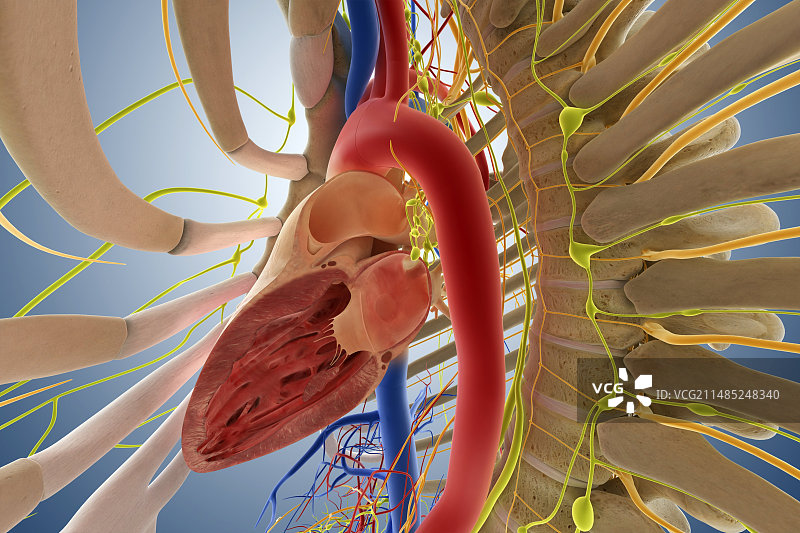 心血管系统、艺术品图片素材
