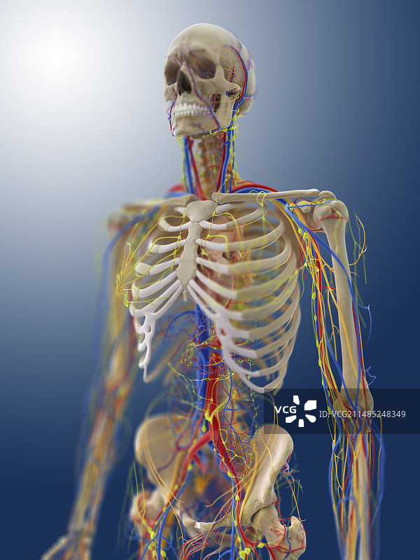 人体解剖、艺术品图片素材