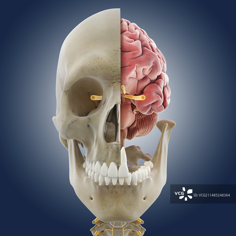 人脑，艺术品图片素材