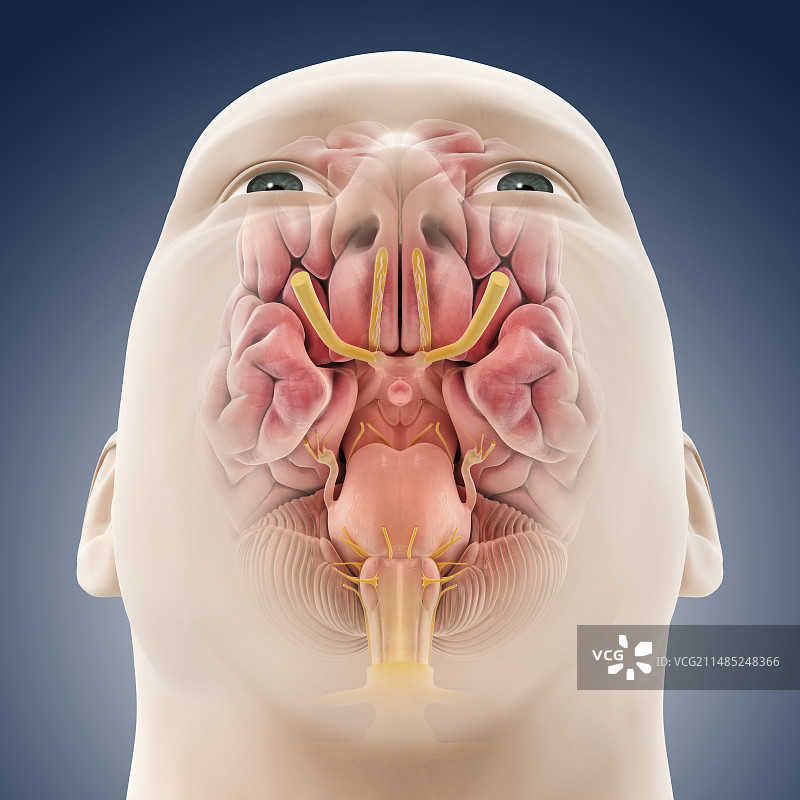 人脑，艺术品图片素材