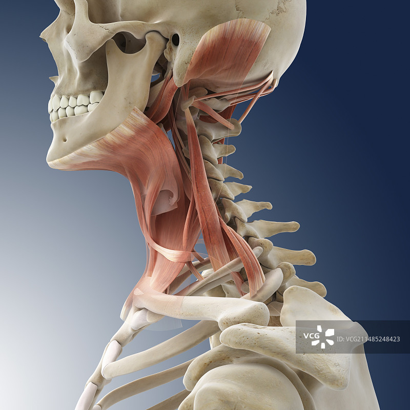 颈部肌肉艺术图图片素材
