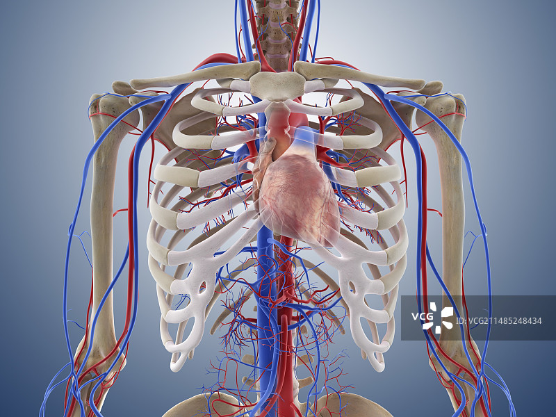 心血管系统、艺术品图片素材