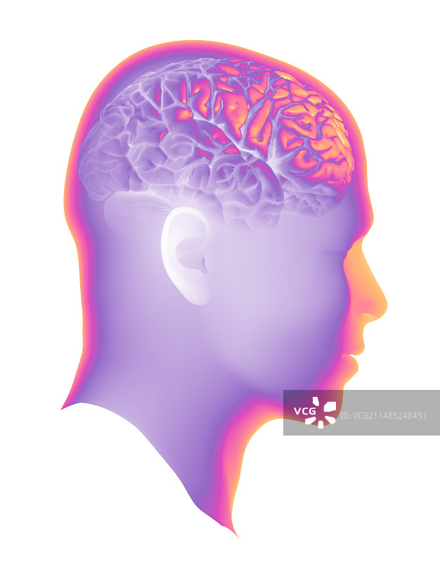 大脑解剖结构艺术作品图片素材