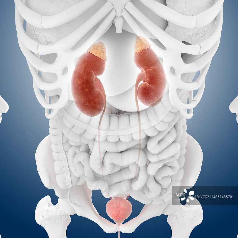 男性泌尿系统，艺术作品图片素材