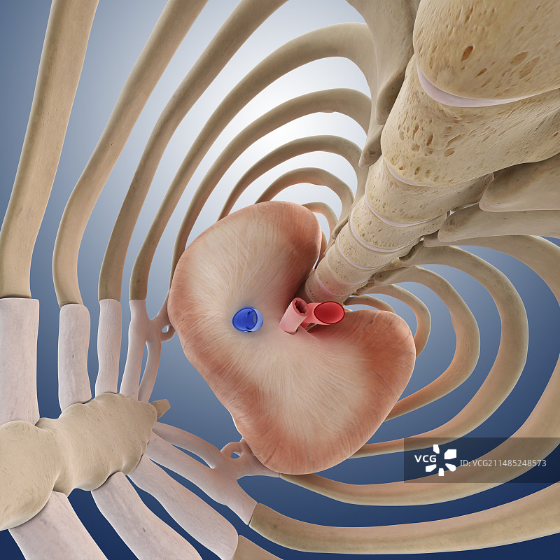 胸廓膈膜艺术图图片素材