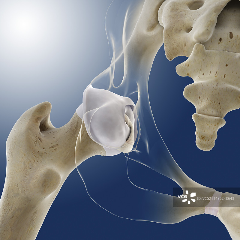 髋部解剖结构图图片素材