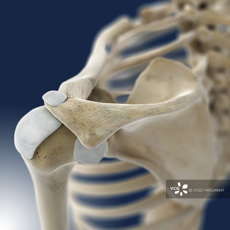 肩部解剖结构图片素材