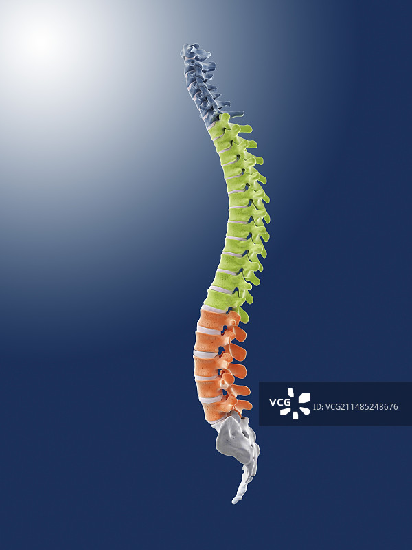 人体脊柱，艺术品图片素材