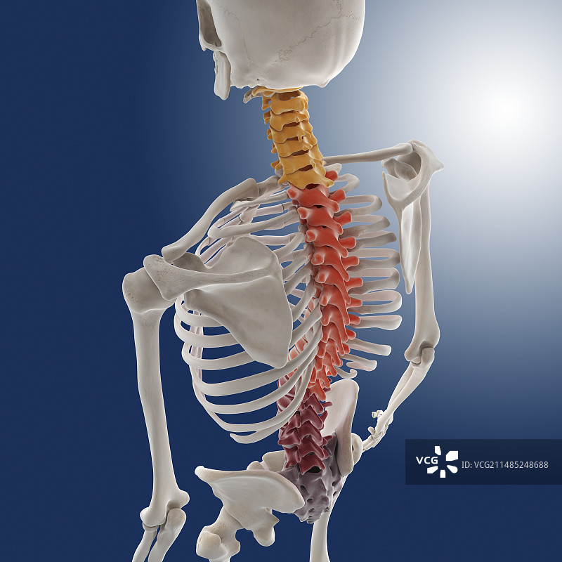 人体骨架、艺术品图片素材