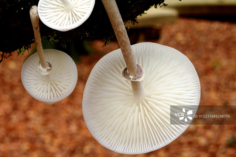 瓷蘑菇的菌褶图片素材