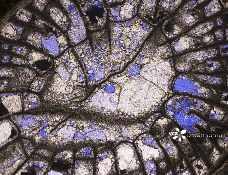 石炭纪的珊瑚化石，LM图片素材