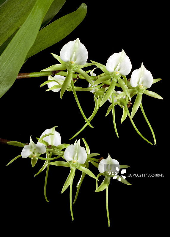 达尔文兰（Angraecum sesquipedale）图片素材
