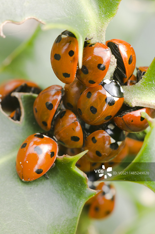 可爱的瓢虫图片素材