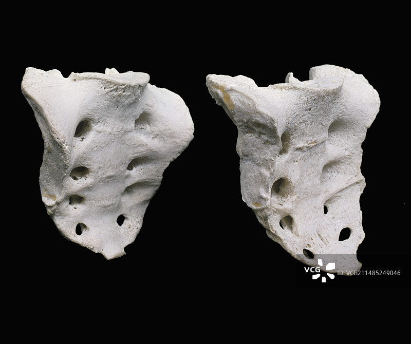 骶骨图片素材