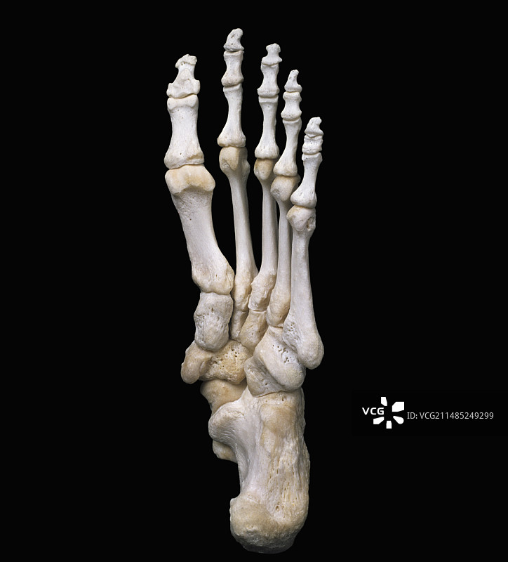 左脚踝骨骼图片素材