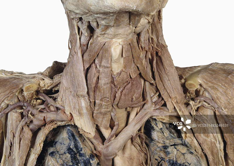 颈部肌肉正面图片素材