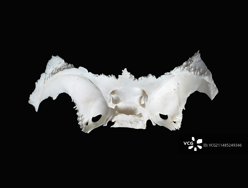 颅骨的蝶骨图片素材