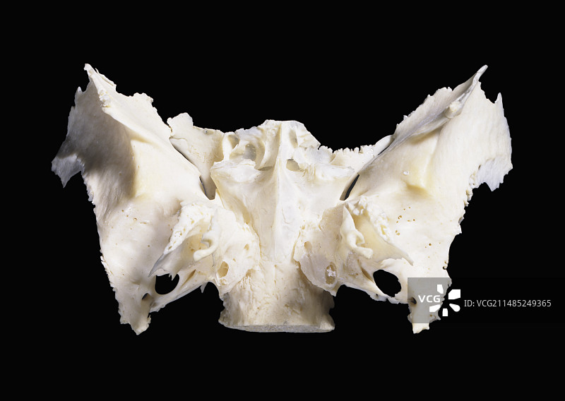 从下方观察的蝶骨图片素材