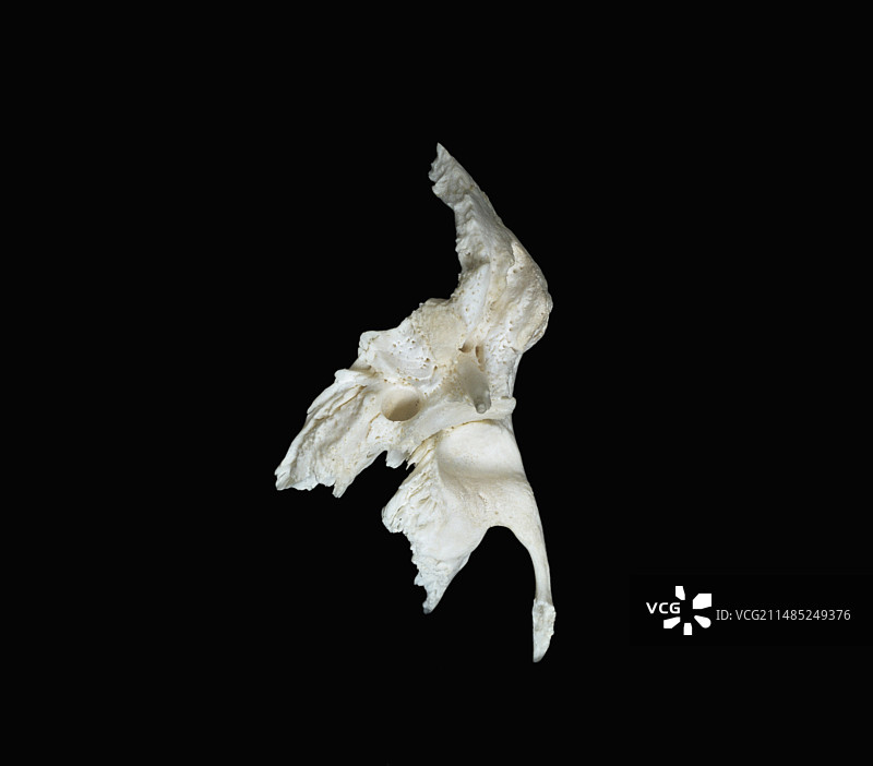 颅骨骨骼，右颞骨图片素材