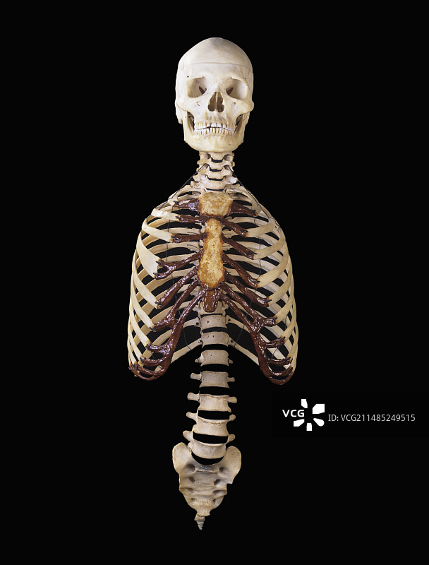 人体骨骼正面图图片素材