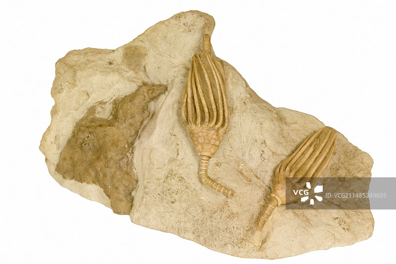 密西西比纪海百合图片素材