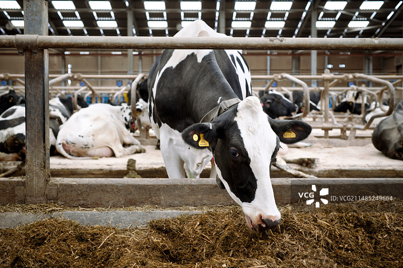 乳牛养殖图片素材