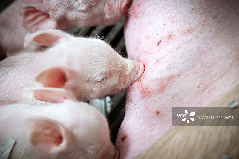 养猪业图片素材