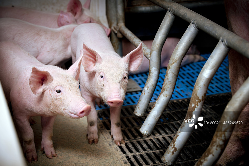 养猪业图片素材