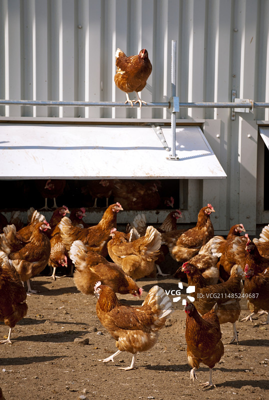 养鸡业图片素材