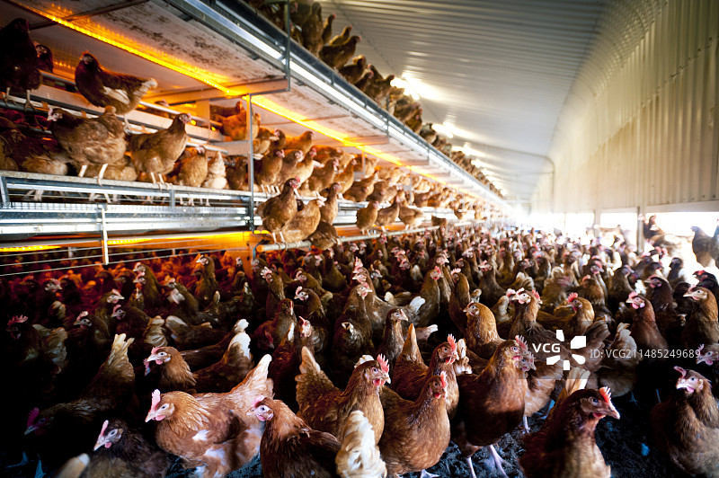 养鸡业图片素材