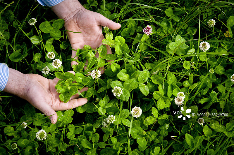 肉牛草场图片素材