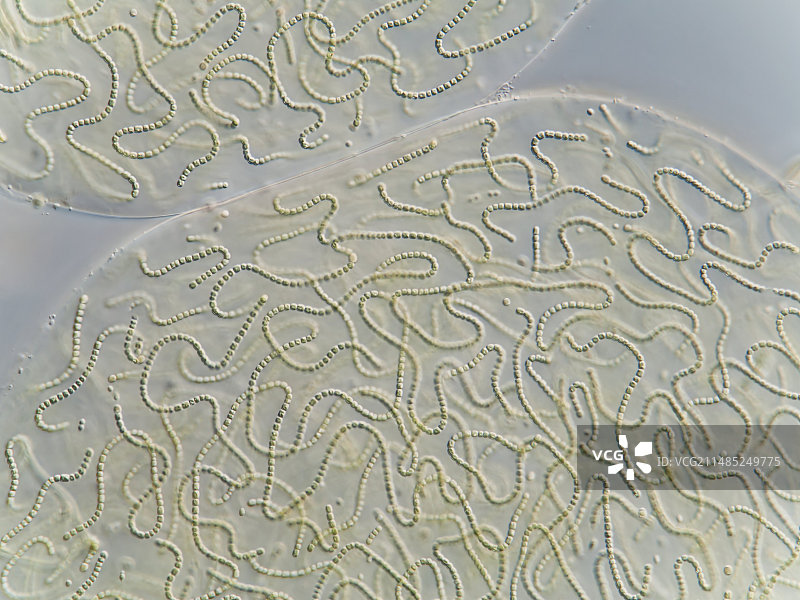 念珠蓝细菌显微照片图片素材