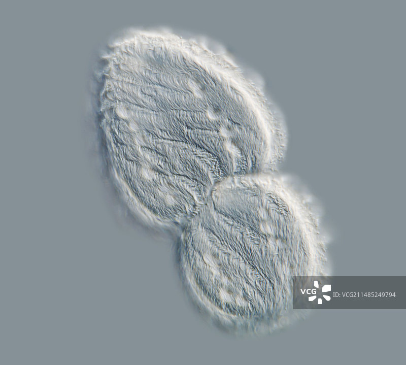 寄生原生动物图片素材