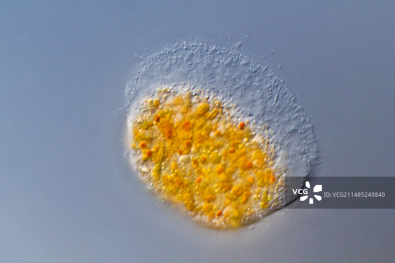 硅藻显微照片图片素材