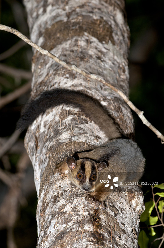 淡色叉斑鼠狐猴图片素材