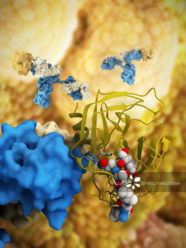 前列腺特异性抗原复合物图片素材
