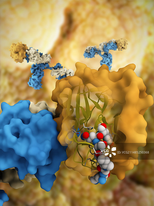 前列腺特异性抗原复合物图片素材