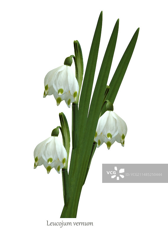 早雪片莲图片素材