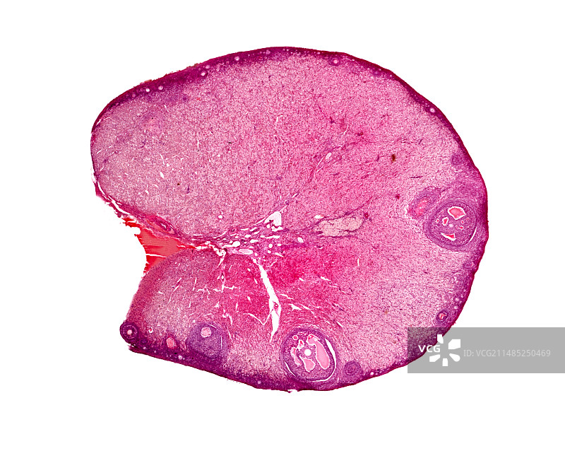 卵巢显微照片图片素材