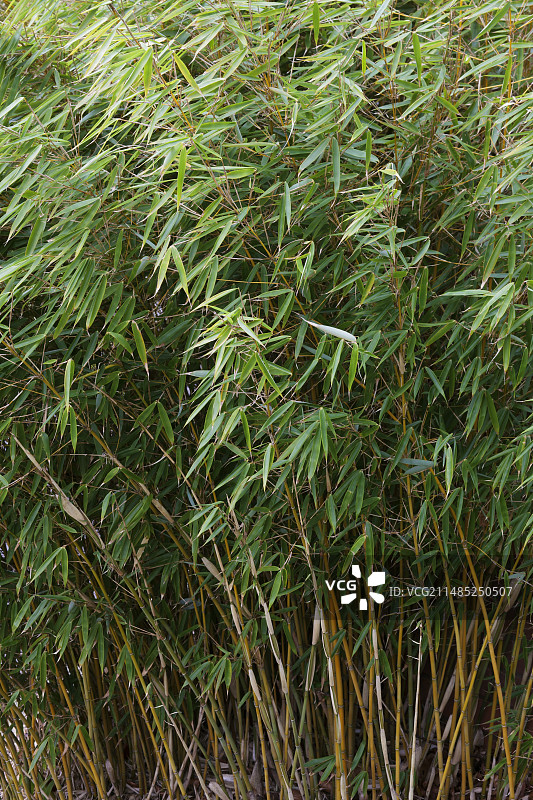沃龙箬竹图片素材