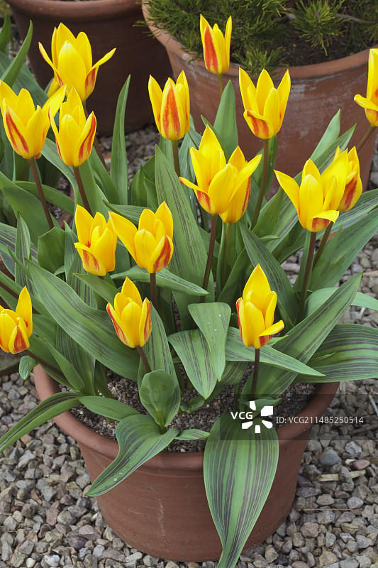 朱塞佩·威尔第郁金香图片素材