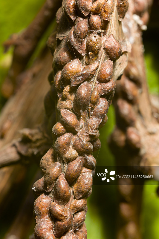 葡萄藤茎上的棕色鳞片图片素材