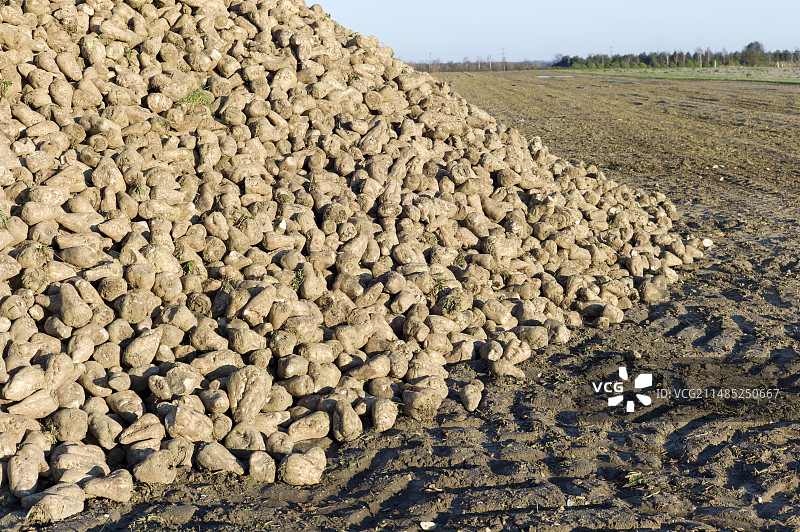 一堆收获的甜菜图片素材