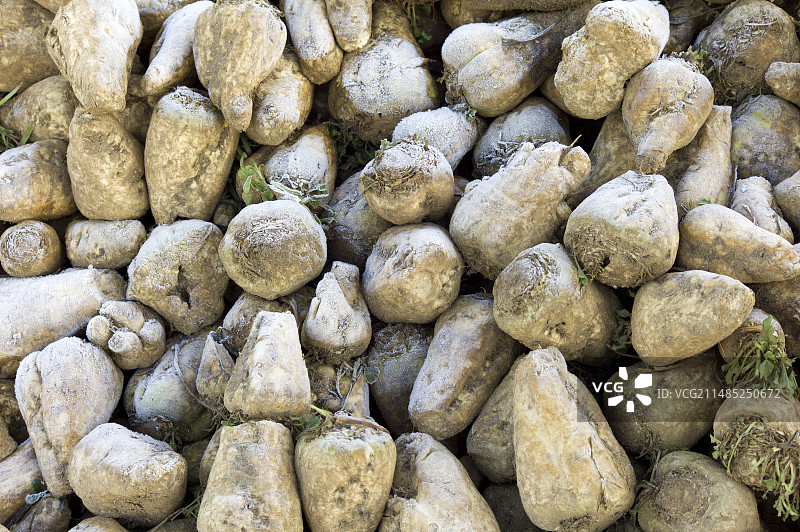 收获的甜菜的磨砂根图片素材