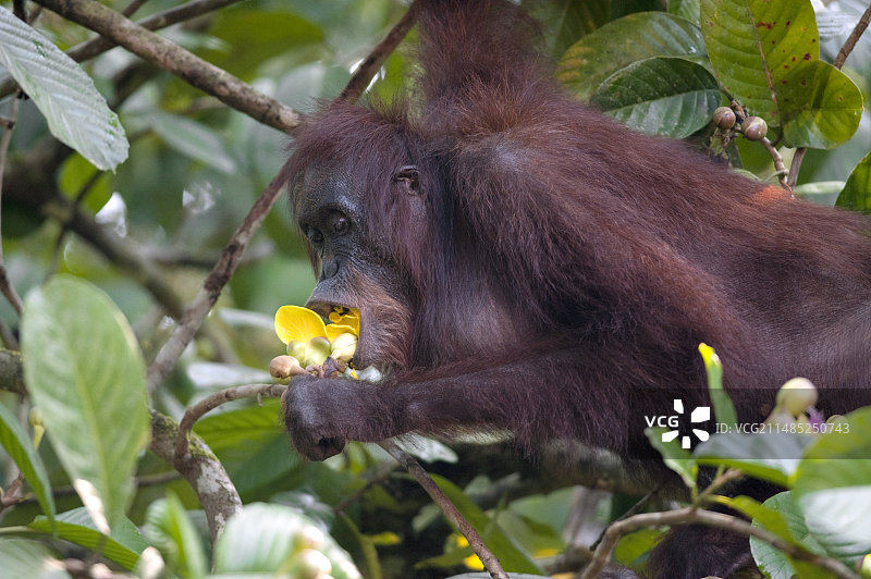 正在吃东西的婆罗洲猩猩图片素材