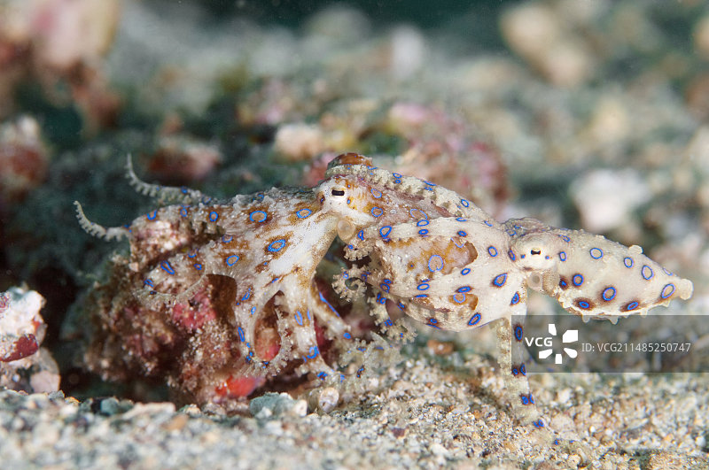 蓝环章鱼交配图片素材