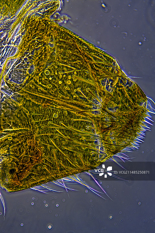 蜘蛛纺丝器显微照片图片素材
